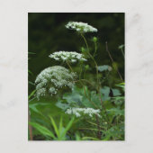 Koningin Anne's La ce Wildflower - Daucus carota Uitnodiging Briefkaart (Voorkant)