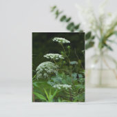 Koningin Anne's La ce Wildflower - Daucus carota Uitnodiging Briefkaart (Staand voorkant)