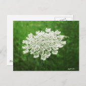 Koningin Anne's Lace 1 (Wilde wortel) Briefkaart (Voorkant / Achterkant)