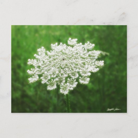 Koningin Anne's Lace 1 (Wilde wortel) Briefkaart (Voorkant)