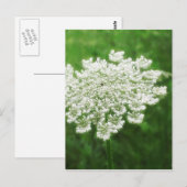Koningin Anne's Lace 1 (Wilde wortel) Briefkaart (Voorkant / Achterkant)