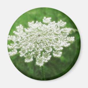 Koningin Anne's Lace 1 (Wilde wortel) Magneet