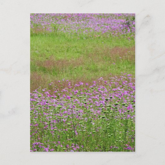 Koningin Anne's Lace Daucus carota) Briefkaart (Voorkant)