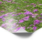 Koningin Anne's Lace Daucus carota) Foto Afdruk (Hoek)