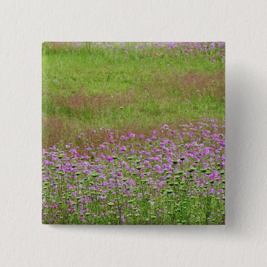 Koningin Anne's Lace Daucus carota) Vierkante Button 5,1 Cm (Voorkant)