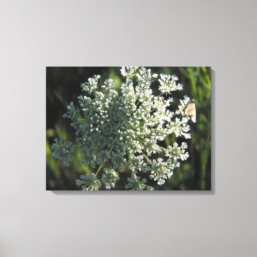 Koningin Anne's Lace Flower Afbeelding Canvas Afdruk (Voorkant)