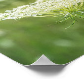 Koningin Anne's Lace Flower Poster (Hoek)