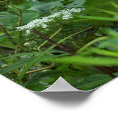 Koningin Anne's Lace in de zomer Poster (Hoek)