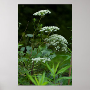 Koningin Anne's Lace in de zomer Poster
