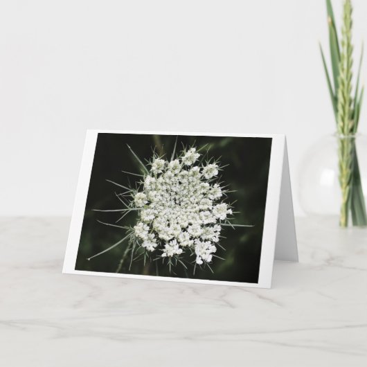 Koningin Anne's Lace, kaart (Voorkant)