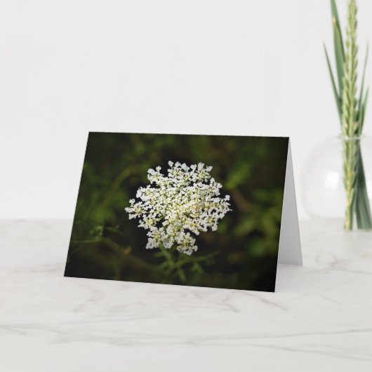 Koningin Anne's Lace, kaart (Voorkant)