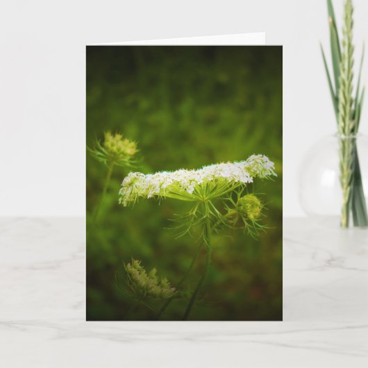 Koningin Anne's Lace, kaart (Voorkant)