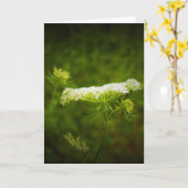 Koningin Anne's Lace, kaart (Gele Bloem)