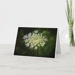Koningin Anne's Lace, kaart