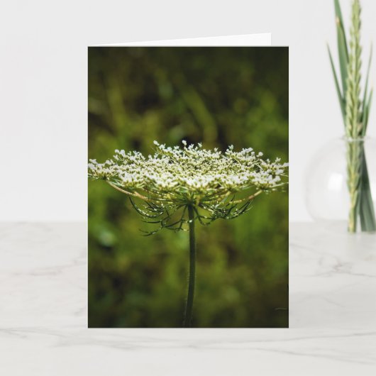 Koningin Anne's Lace, kaart (Voorkant)