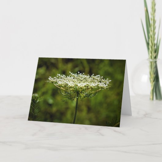 Koningin Anne's Lace, kaart (Voorkant)