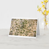 Koningin Anne's Lace, kaart (Gele Bloem)