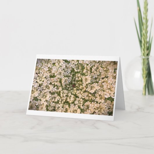 Koningin Anne's Lace, kaart (Voorkant)