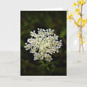 Koningin Anne's Lace, kaart (Gele Bloem)