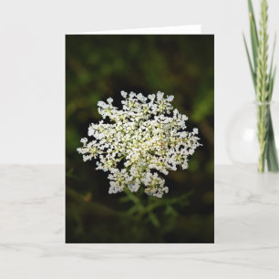 Koningin Anne's Lace, kaart