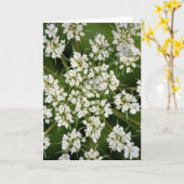 Koningin Anne's Lace, kaart (Gele Bloem)