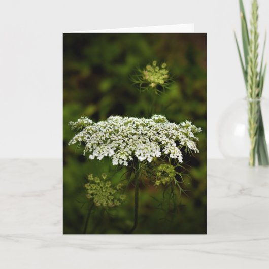 Koningin Anne's Lace, kaart (Voorkant)