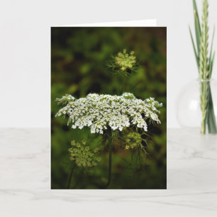 Koningin Anne's Lace, kaart