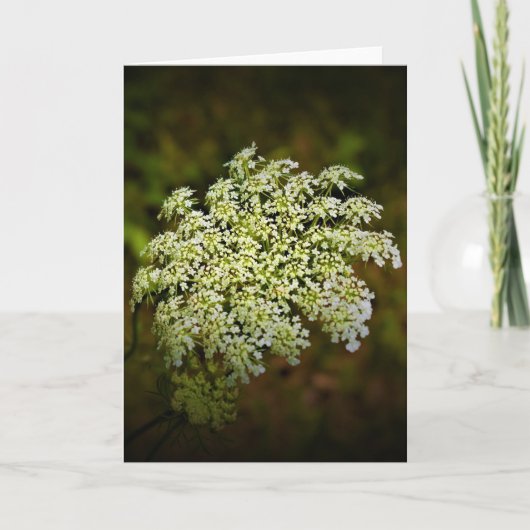 Koningin Anne's Lace, kaart (Voorkant)