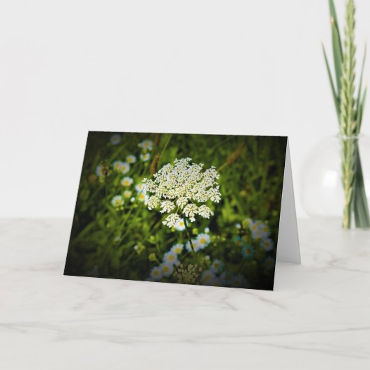 Koningin Anne's Lace, kaart (Voorkant)