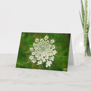 Koningin Anne's Lace, kaart