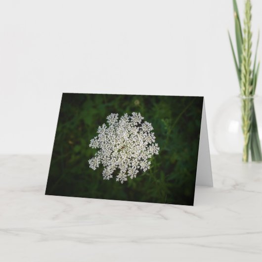 Koningin Anne's Lace, kaart (Voorkant)