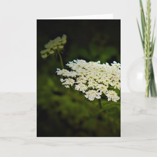 Koningin Anne's Lace, kaart (Voorkant)