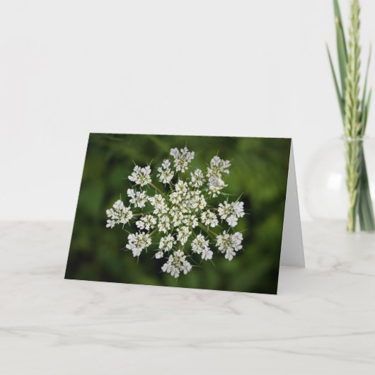 Koningin Anne's Lace, kaart (Voorkant)
