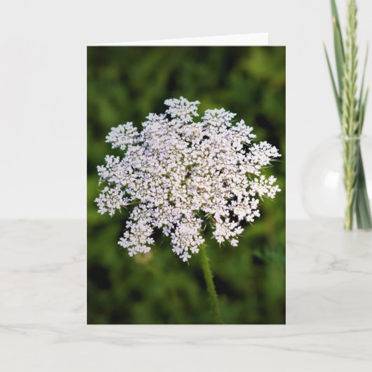 Koningin Anne's Lace, kaart (Voorkant)