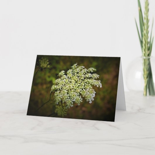 Koningin Anne's Lace, kaart (Voorkant)