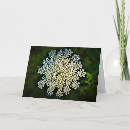 Koningin Anne's Lace, kaart (Voorkant)