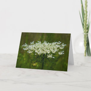 Koningin Anne's Lace, kaart