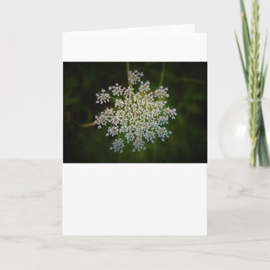 Koningin Anne's Lace, kaart (Voorkant)