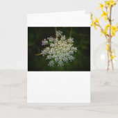 Koningin Anne's Lace, kaart (Gele Bloem)