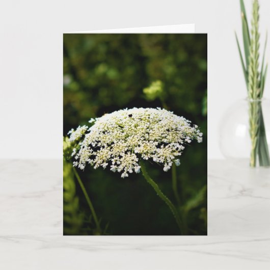 Koningin Anne's Lace, kaart (Voorkant)