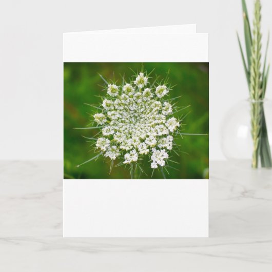 Koningin Anne's Lace, kaart (Voorkant)
