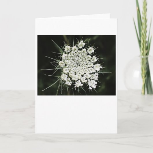Koningin Anne's Lace, kaart (Voorkant)