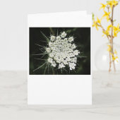 Koningin Anne's Lace, kaart (Gele Bloem)