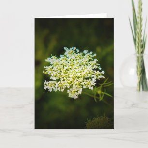 Koningin Anne's Lace, kaart