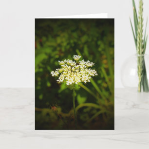 Koningin Anne's Lace, kaart
