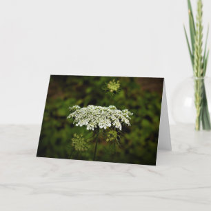 Koningin Anne's Lace, kaart
