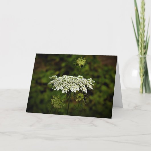 Koningin Anne's Lace, kaart (Voorkant)