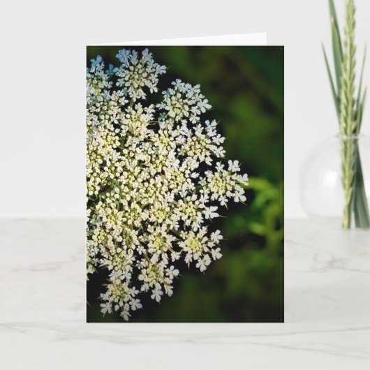 Koningin Anne's Lace, kaart (Voorkant)
