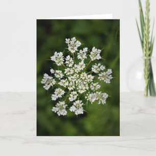 Koningin Anne's Lace, kaart