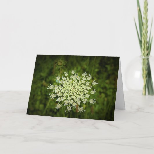 Koningin Anne's Lace, kaart (Voorkant)
